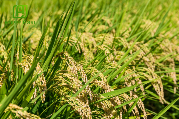 Công dụng PHÂN BÓN LÁ ĐA LƯỢNG-TRUNG LƯỢNG-SINH HỌC HSC NPK 5-5-7 HIỆU KALI+SILIC 5-5-7