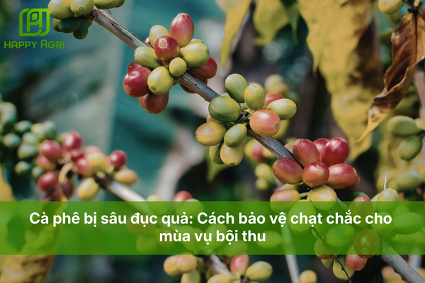 Cà phê bị sâu đục quả: Cách bảo vệ chạt chắc cho mùa vụ bội thu