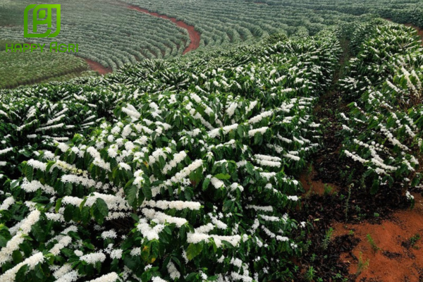 Công dụng Phân bón lá hỗn hợp PK VINAF 07 hiệu NIFOLIPHOS 900 – 0-450-450 + TE