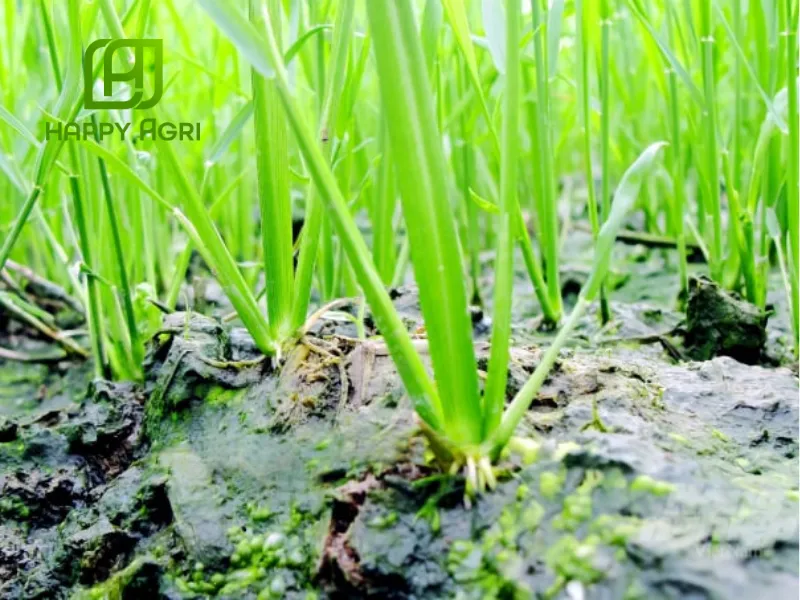 THUỐC TRỪ BỆNH JAPA VIL 110SC HIỆU HEXAFULL 110