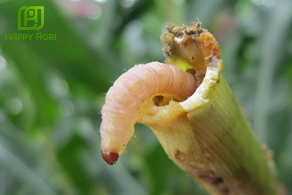 Công dụng của Thuốc trừ sâu VOTE 34.2SC Hiệu BÀ NỘI DẬP SÂU