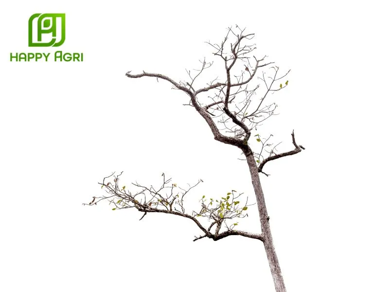 Kích thích đẻ nhánh