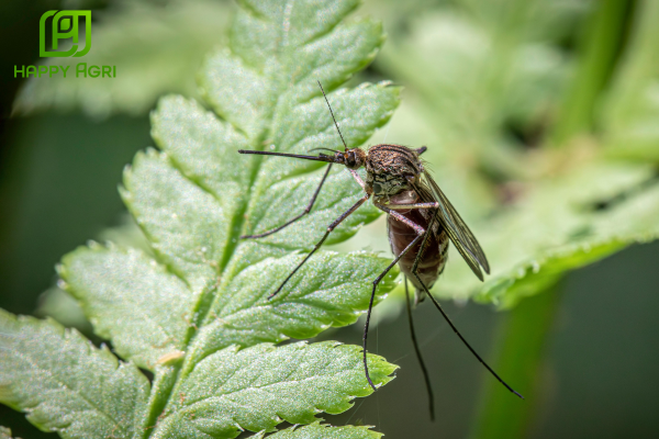 Công dụng chế phẩm diệt muỗi LAMKATOX 100EC