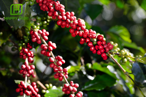 Công dụng Phân bón lá NPK-TRUNG-VI LƯỢNG CÓ CHẤT ĐIỀU HÒA SINH TRƯỞNG HSC NPK 4-8-10 HIỆU FRUITMAX 4-8-10