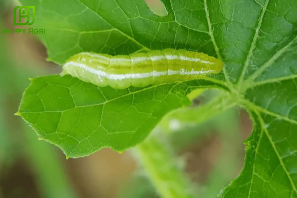 Công dụng Thuốc trừ sâu CHAPYR 12SC hiệu NOHAPYR