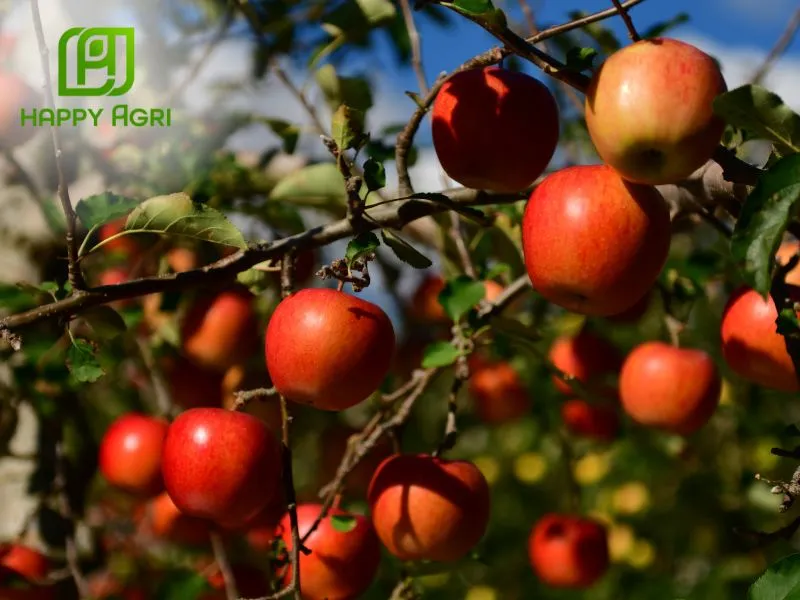 Kích thước trái lớn, lên màu đẹp