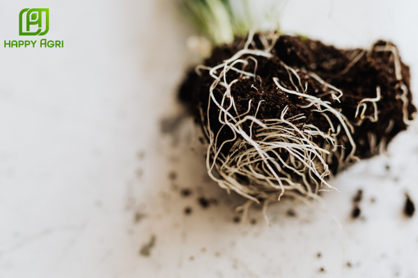 Công dụng phân bón SAM-HUMIC Hiệu SAHA KÍCH ĐỌT RA RỄ - GIẢI ĐỘC CÂY