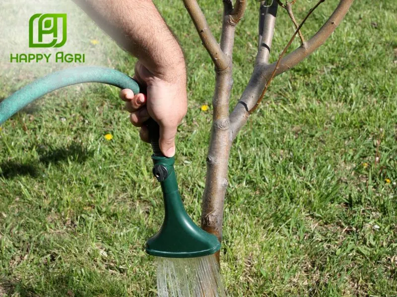 Phun trực tiếp lên gốc