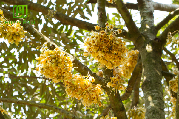 Công dụng Phân bón lá hỗn hợp NPK 10-55-10 KN HIỆU 10-55-10+Plus