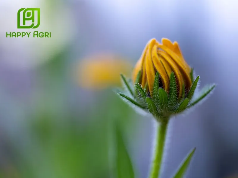 Trước khi nở hoa