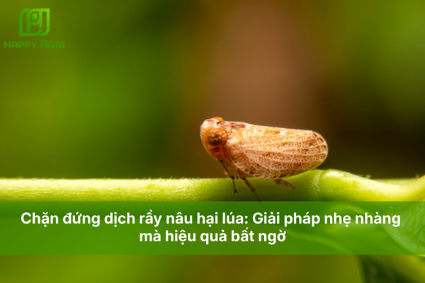 Chặn đứng dịch rầy nâu hại lúa: Giải pháp nhẹ nhàng mà hiệu quả bất ngờ.