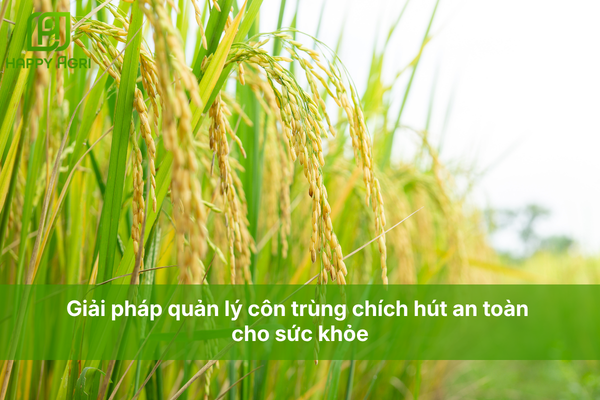 Giải pháp quản lý côn trùng chích hút an toàn cho sức khỏe