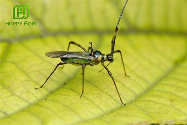 Công dụng Thuốc trừ sâu HALO-LION 440EC Hiệu Sư Tử Gầm Gold