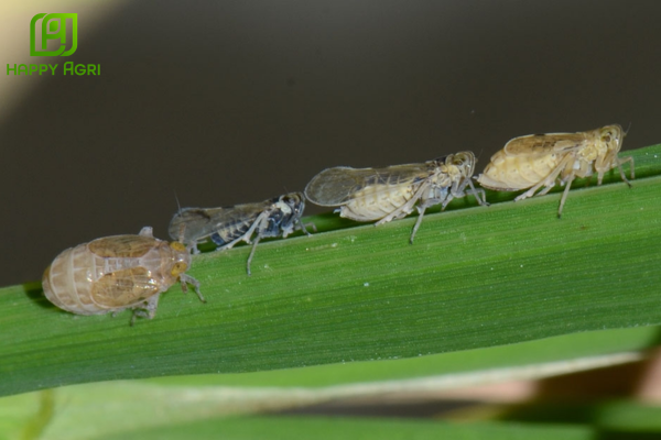 Quản lý tính kháng để bảo vệ vườn bông bền vững