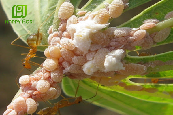 Công dụng Thuốc trừ sâu SAMIMI 30.5SC Hiệu SANIMIDA 305 