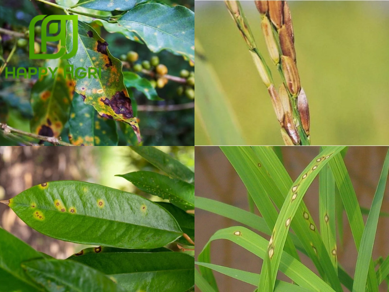 các loại bệnh hại cây trồng 