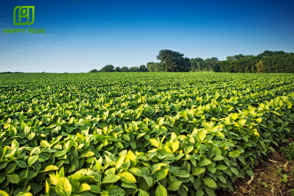 Công dụng của phân bón hữu cơ ORGANIC PROTEIN MKA hiệu ĐẠM CÁ NGA