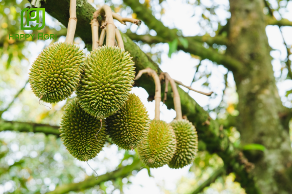 Công dụng Phân bón hữu cơ OCEANUM ORGANIC PLUS 