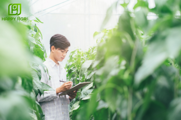 Sự chuyển dịch từ thuốc "nóng" sang thuốc "mát" trong canh tác VietGAP