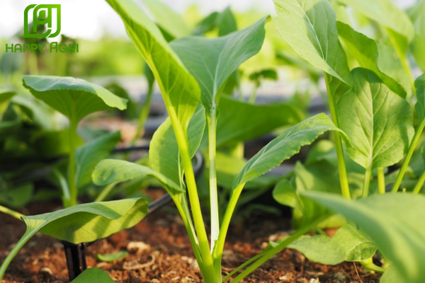 Công dụng Phân bón lá ARIPHOS ANTIRUS ABIO-01 Hiệu PK 35-24