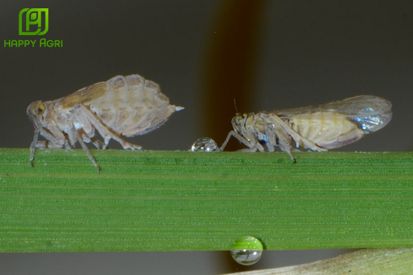 Nỗi trăn trở của nhà nông giữa bài toán diệt sâu và bảo vệ cây trồng