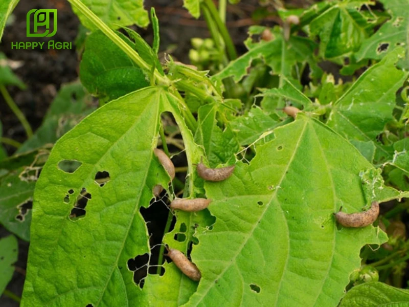 Chất hỗ trợ tăng lực thuốc BVTV CHIMTOOJJANG