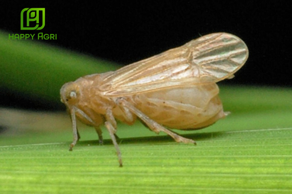 Công dụng BD – Chất bám dính dùng trong nông nghiệp