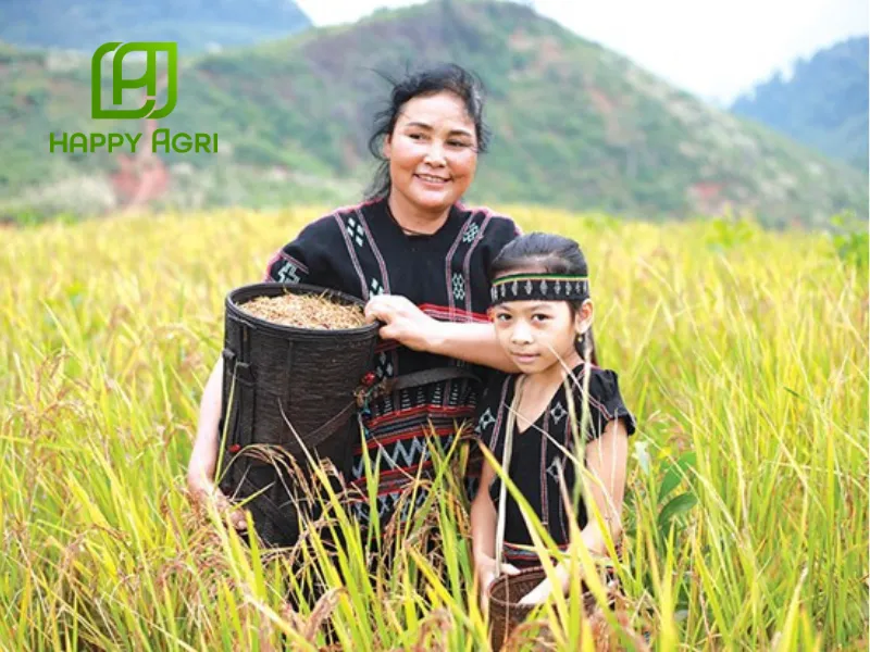 Dùng thuốc trừ sâu pyxoate 44ec cho cây ngô