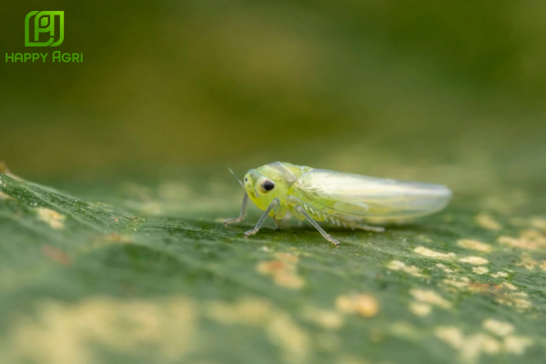 Câu hỏi thường gặp