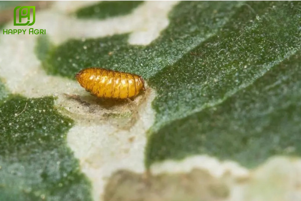  Công dụng của thuốc trừ sâu TUMAZINE 500WP Hiệu HÀ MÃ CẠP