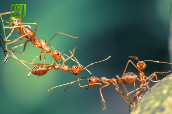 Công dụng nổi bật của chế phẩm LAMKATOX 100EC