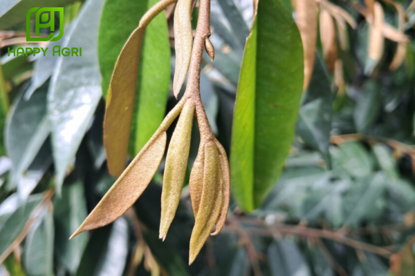 Công dụng phân bón sinh học Humate 10F