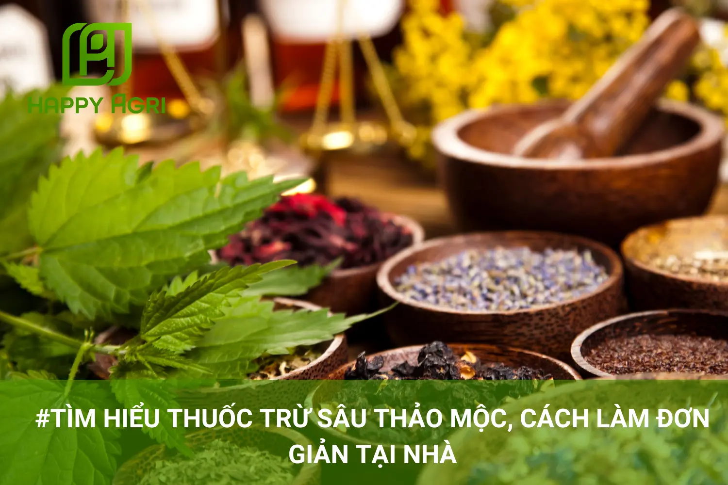 #Tìm Hiểu Thuốc Trừ Sâu Thảo Mộc, Cách Làm Đơn Giản Tại Nhà