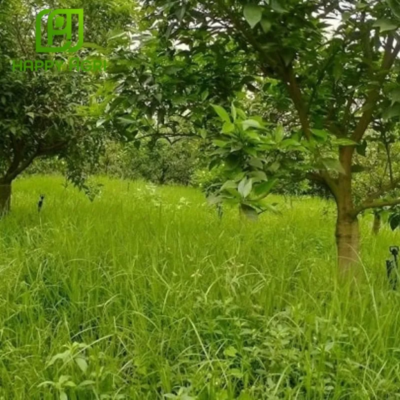 thuốc trừ cỏ Anly Gold 200WG 2