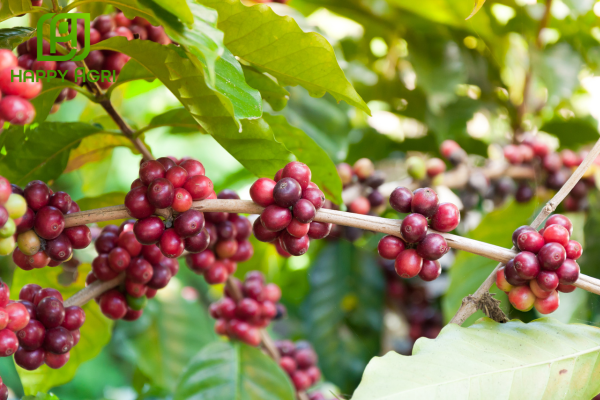 Công dụng Phân bón vi lượng GNC17 hiệu COMBI LIQUID BLUE