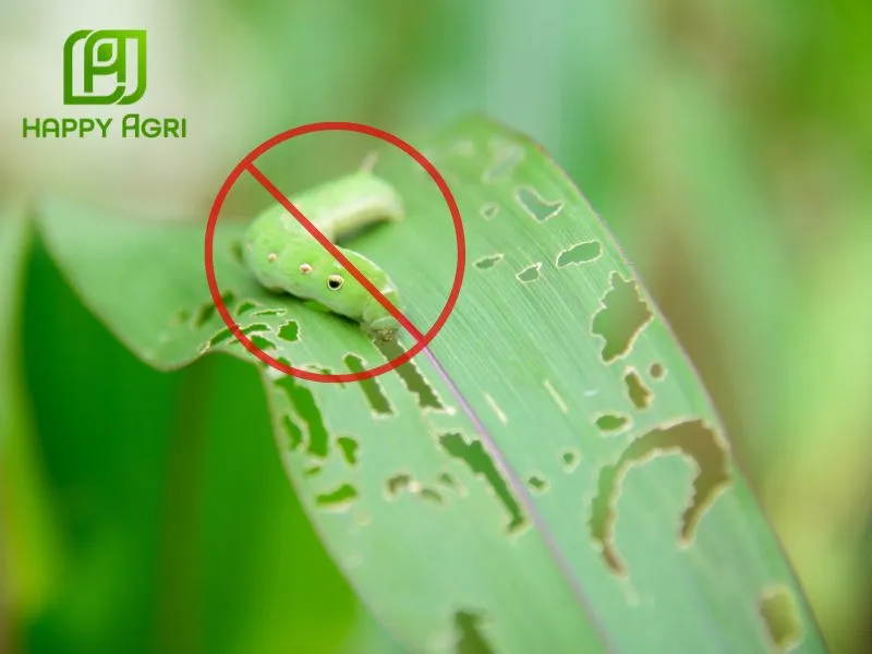 Phòng trừ sâu bệnh