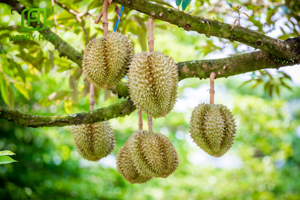 Công dụng Phân bón vi lượng SICABAX