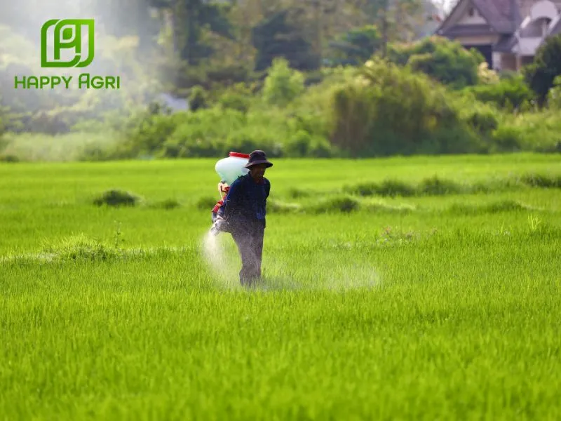 Phun đều toàn bộ lá