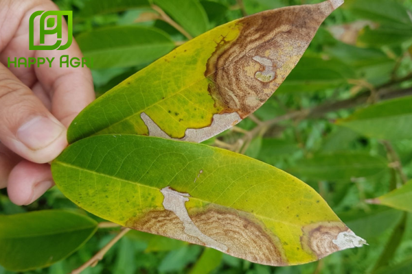  Công dụng của Thuốc trừ bệnh FORTHANE 80WP Hiệu MANCOZEB BLUE