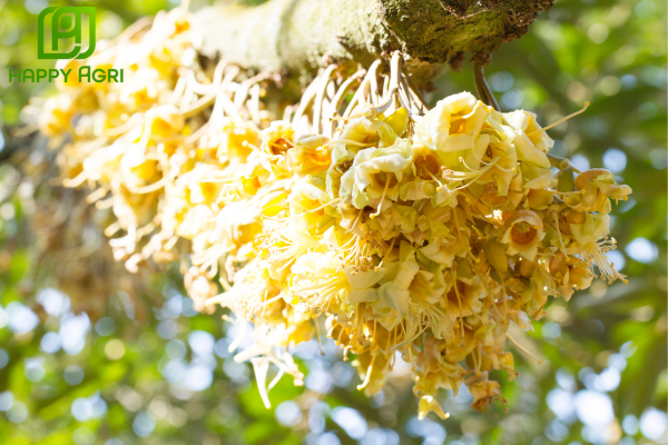 Công dụng Phân bón lá NBC-P.50 Hiệu SIÊU LÂN KÍCH MẦM