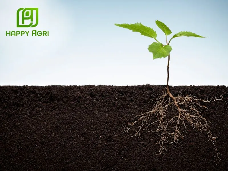 Phun vào thời điểm bén rễ