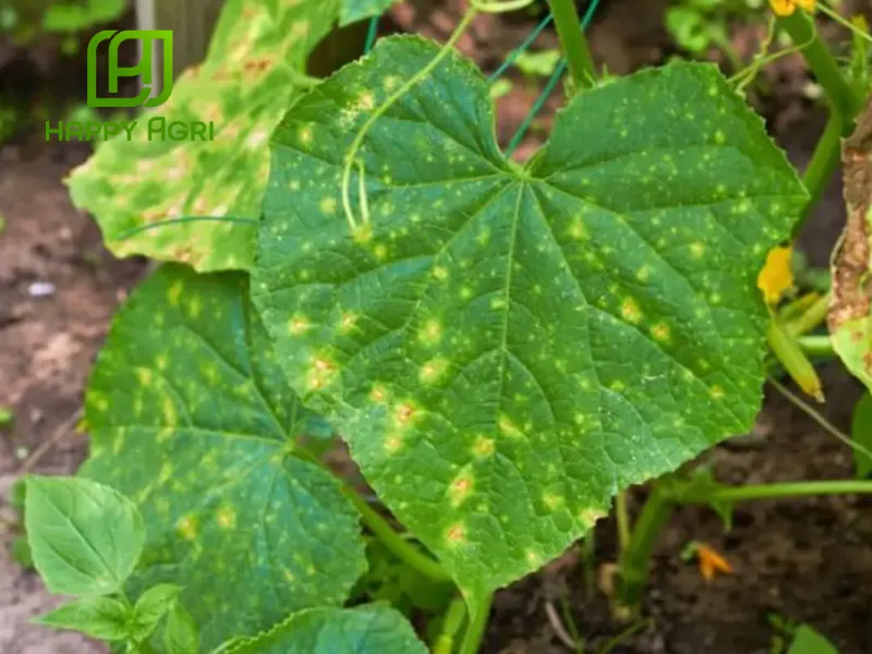 Bênh đốm lá đặc trị bởi MANCO INDIA GOLD 800