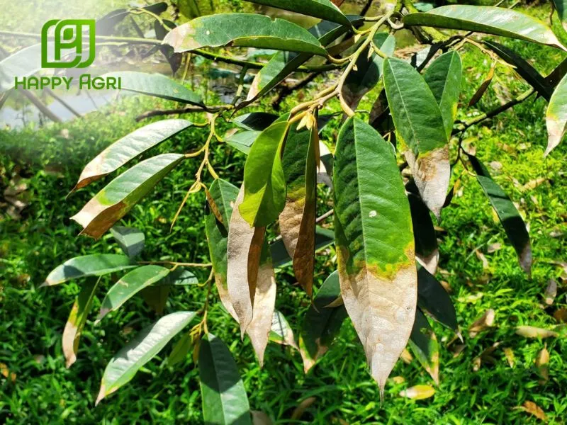 Không gây cháy lá