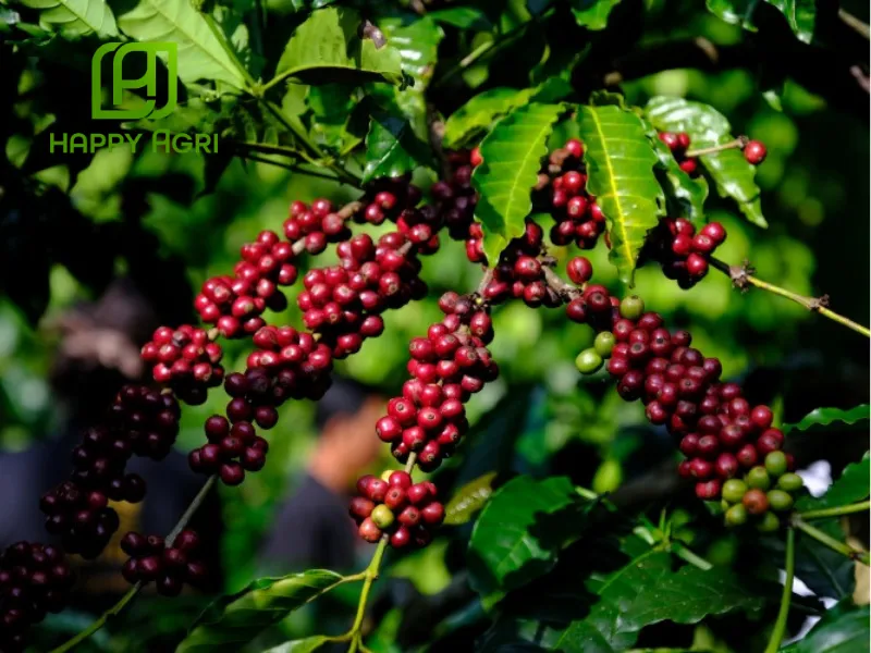 Phân Bón Lá NBC GLI-P30 Hiệu KLANFERT 10-30-25+MG, ZN+TE