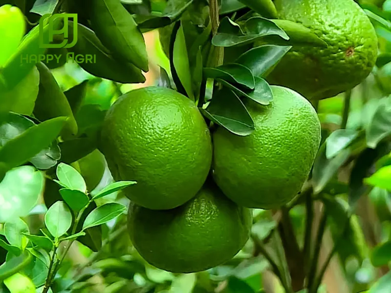 Phân Bón Lá AMINO-MINE NPK (13-5-7) Hiệu AMINO GROW 13-5-7+AHM