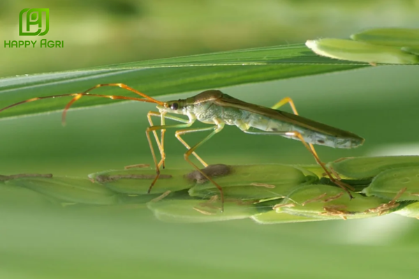 Công dụng của Thuốc trừ sâu ACNAL 400WP Hiệu THẦN LONG XÔNG PHÁ